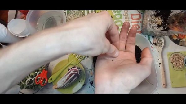 Пикировка рассады лука "Эксибишен " #2