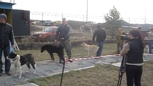 Выставка охотничих собак г. шелехов 24.04.2011г.AVI смотреть онлайн