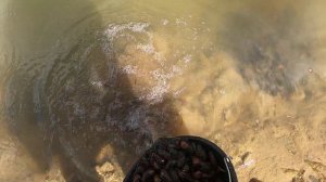 Перловицу в пруд