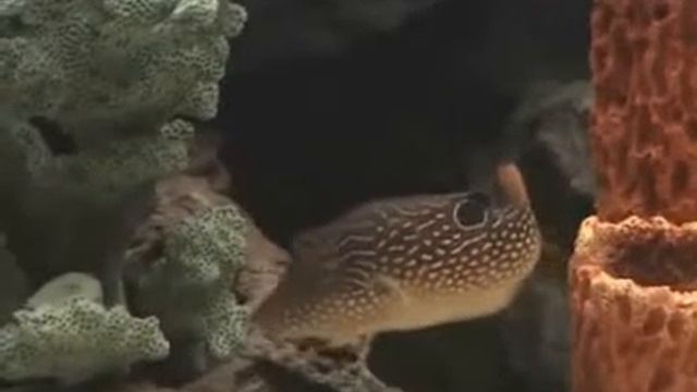 Музыка моря и коралл . смотреть онлайн