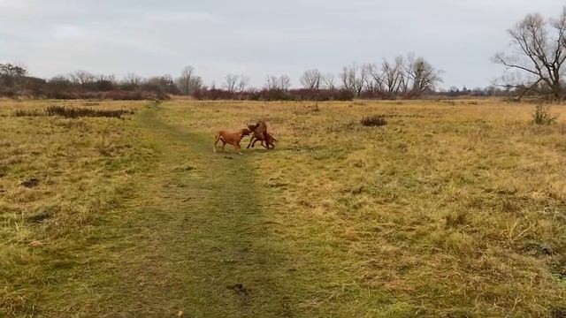 Риджбеки на свободе / «охота» на лабрадора Бейли ? смотреть онлайн