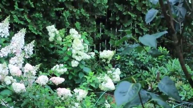 ГОРТЕНЗИИ после ДОЖДЯ - смотреть онлайн