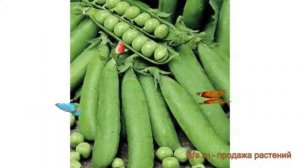 Горох овощной Иловецкий (ilovetskiy) ? горох Иловецкий обзор: как сажать семена гороха Иловецкий