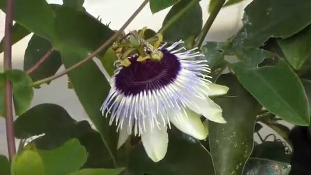 Passiflora Panda смотреть онлайн
