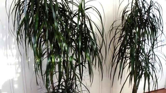 Правильный уход за драценой (маргината)? Советы по выращиванию? смотреть онлайн