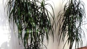 Правильный уход за драценой (маргината)? Советы по выращиванию?