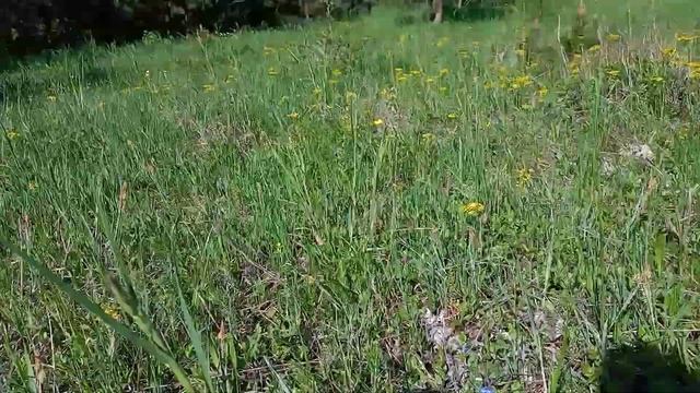 Гриби 2021 р. Пошук. Природа. Ліс. г. Сипуха.. moshrooms. grzyby смотреть онлайн