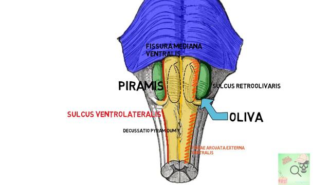 продолговатый мозг. medula oblongata смотреть онлайн
