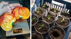 ?Томат СОКРОВИЩЕ ИНКОВ?Лучший из лучших)Й