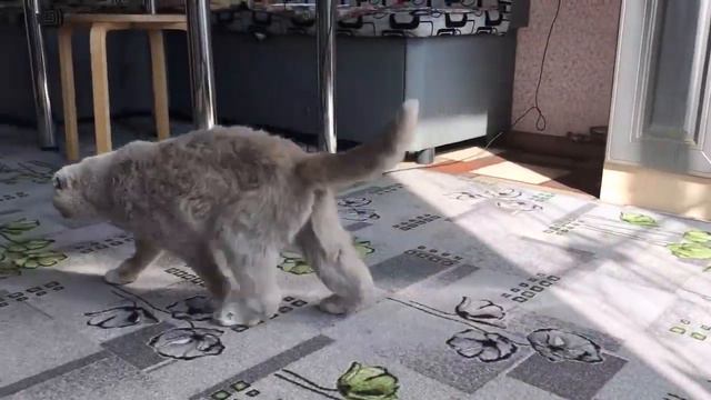 На свалке неподвижно лежала вислоухая кошка... смотреть онлайн