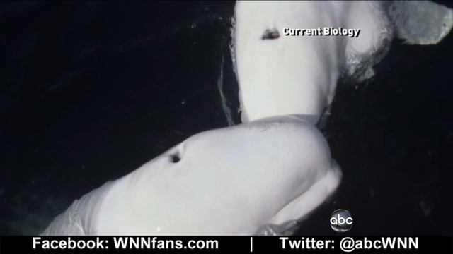 Beluga Whale Sounds Like a Human смотреть онлайн