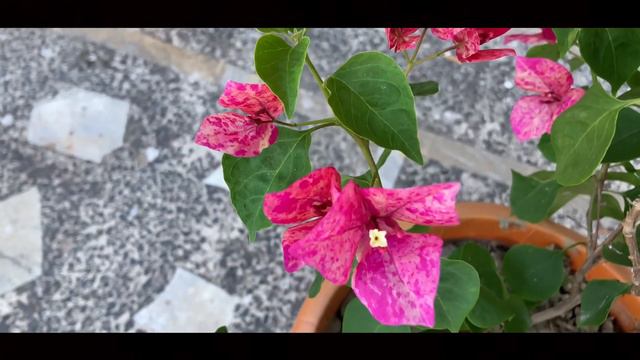 Bougainvillea -Kristina