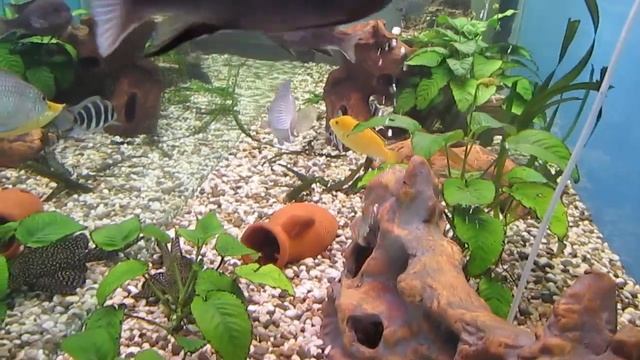 Мирные цихлиды. Лабидохромис еллоу. Содержание в аквариуме.