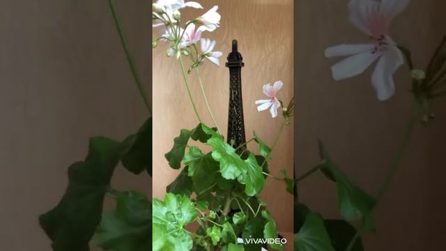 Пеларгония «Honeywood Susanne”