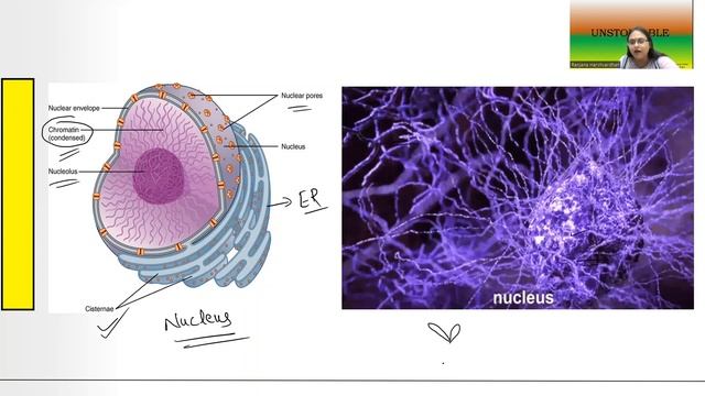 L1: Important terminology for cell division Grade 10 | Biology | UNSTOPPABLE | CHROMOSOMES смотреть онлайн