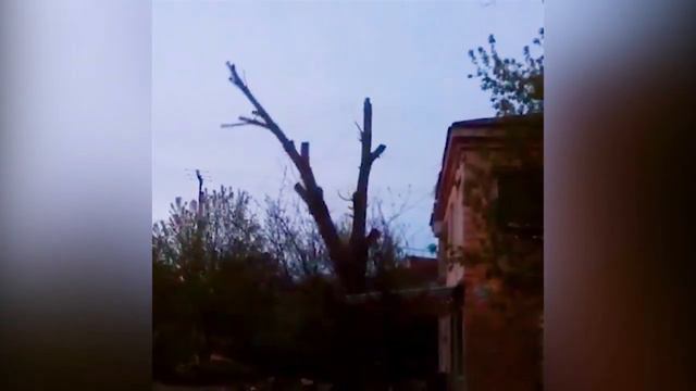 Спиленное дерево повредило линию электропередач в Чадыр-Лунге смотреть онлайн