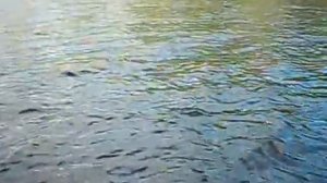 в.Кумозеро-щука.avi