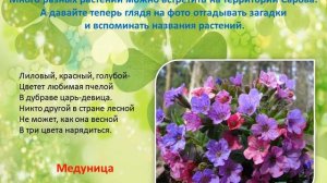 Растения города