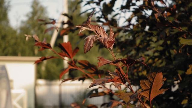 Мопс, лето, жара в Подмосковье +35. Следует знать смотреть онлайн