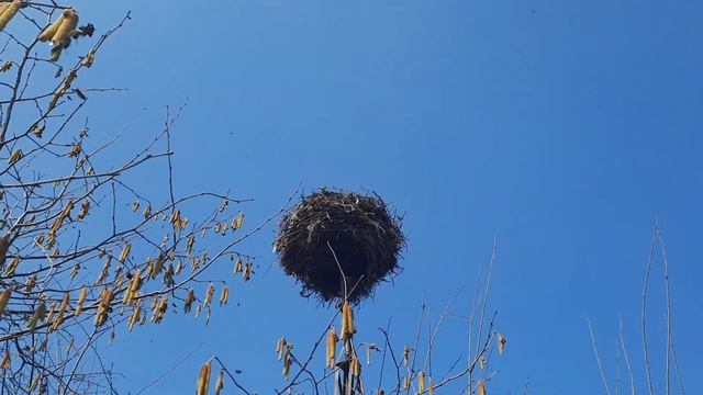 Продолжение опыление пчёлками серёжек фундука на фоне аистиного гнезда с воробьями... смотреть онлайн