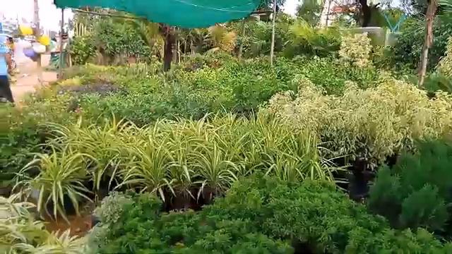 Rare Cactus ll Succulent ll Echeveria Identifications ll Amazing Indore plants ll Sempervivum Sedum смотреть онлайн