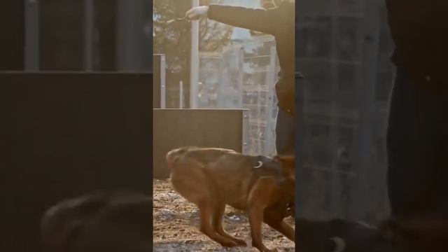 Top 5 Most Popular Dog Breeds смотреть онлайн