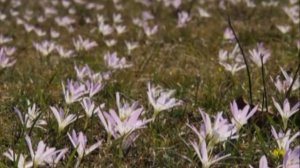 УРОК ПРИРОДОВЕДИНИЕ (БИОЛОГИЯ) 1 КЛАСС \ УЧИМ ПЕРВОЦВЕТЫ