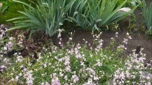 МАТТИОЛА двурогая, основа АРОМАТНОГО сада. Ночная фиалка в вашем огороде.