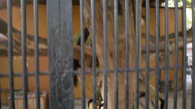 Харза (семейство куницеобразные). смотреть онлайн