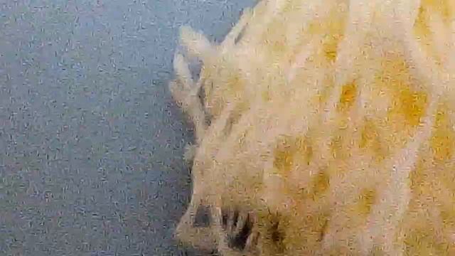 Тюльпаны из томата / томат с чесноком /курица в сметане смотреть онлайн