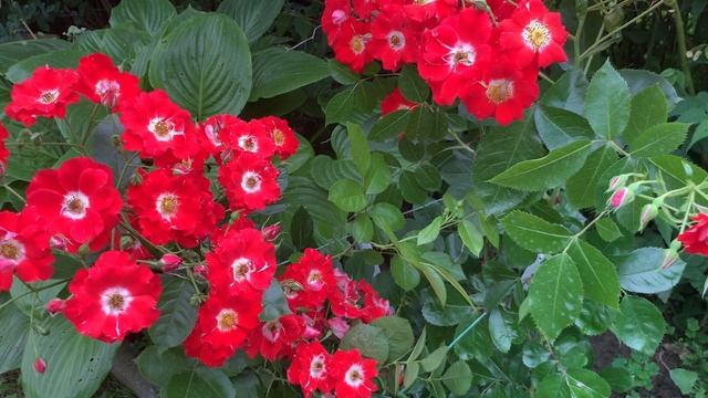 Роза « Пасодобль»- яркое место в вашем саду!!! смотреть онлайн