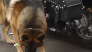 Возвращение Мухтара 2. Фотоохота