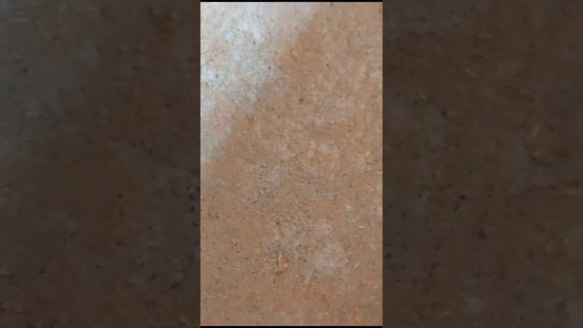 назвали курицу камилой я не знаю она живая или нет но наверное её уже съели потому как старое видео смотреть онлайн