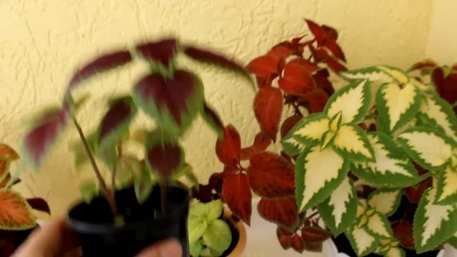 Колеус - неприхотливый и очень красивый. [Надежда и Мир] смотреть онлайн