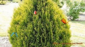 Туя складчатая Корник (thuja plicata kornik) ? обзор: как сажать, саженцы, крупномеры туи Корник