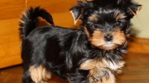 Йоркширский терьер плюсы и минусы породы | Собаководство | Порода Йоркширский терьер