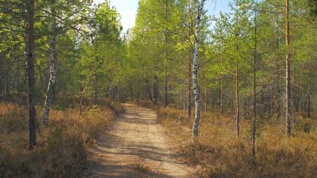 В сосновом бору в Орехово. 20 мая 2023 смотреть онлайн