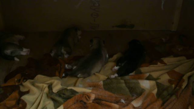 Щенок хаски зевает смотреть онлайн