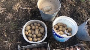 Посадка картофеля под  зиму 2021г.