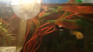 мальки гуппи от 1 дня до 1 месяца.