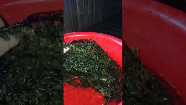 Как сохранить можжевеловый веник в бане. смотреть онлайн