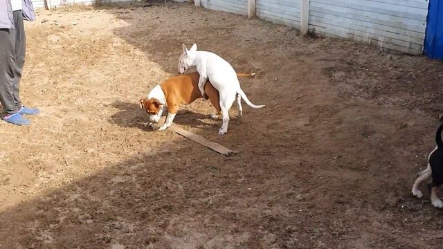 все Щенки купленные в 2020г для развития питомника ЭДИРС смотреть онлайн