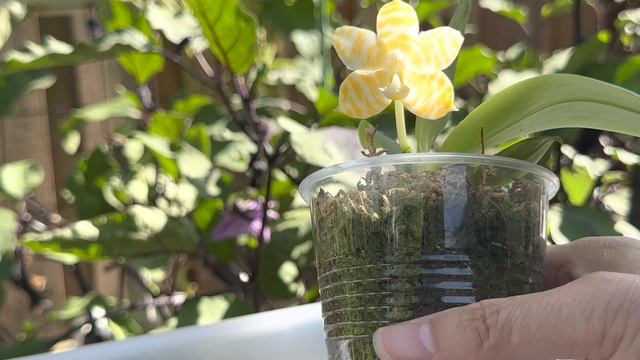 June 15, 2023 种小小的植株，开大大的花。黄金斑马蝴蝶兰 Phalaenopsis .KS Super Zebra ‘Golden Zebra’ смотреть онлайн