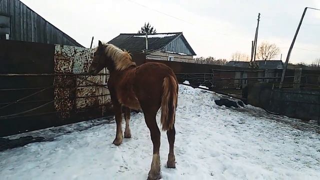 Русский тяжеловоз