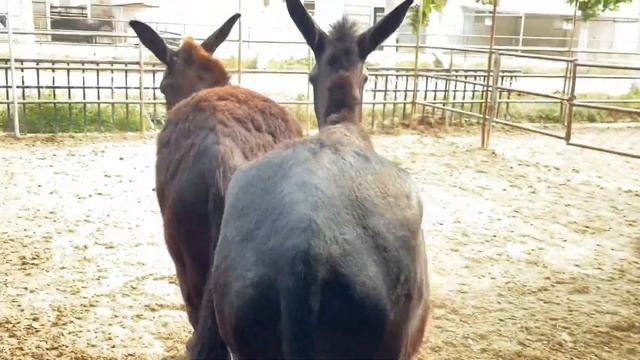 Lame donkey with big hoof problem! Cut and apply medicine丨ASMR丨Donkey hoof cutting sound смотреть онлайн