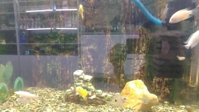 Пройди тест 10. Посчитай сколько рыбок плавает в аквариуме и напиши их названия смотреть онлайн