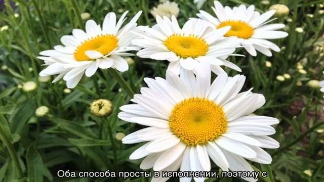 Ромашка садовая — особенности выращивания в домашних условиях смотреть онлайн