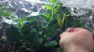 Как вырастить САЛАК!!!(ЗМЕИНЫЙ ФРУКТ) ЗАЯЧЬИ УШКИ!!!