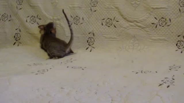 Iris (Ириска) Elisten смотреть онлайн