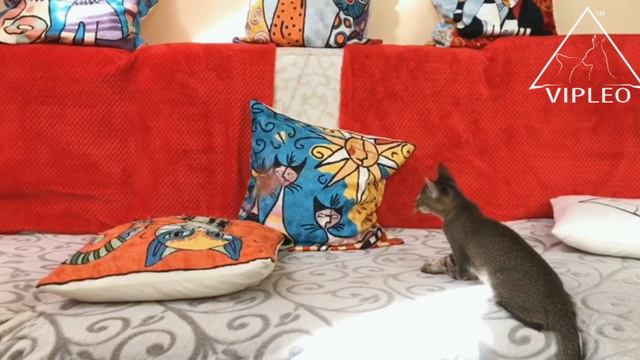 Каракет Ф3. Caracat F3 Female. Anna Kuzmina.